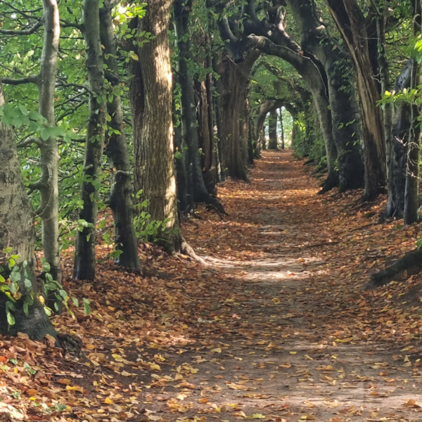 Wandelcoaching "Gezond(er) worden en afvallen" Groep 2 op dinsdagavond. Optie 1 betaling in 1x